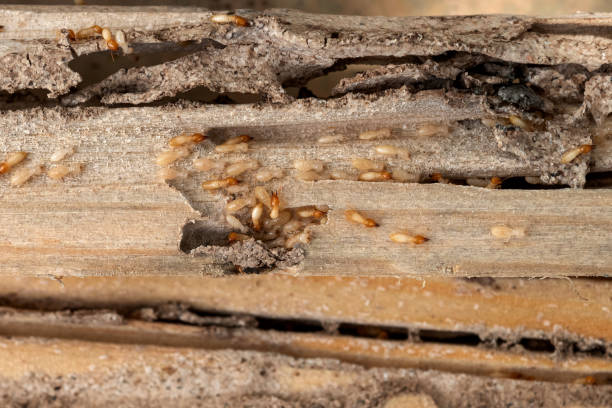 Best Cockroach Control Services  in Denmark, SC